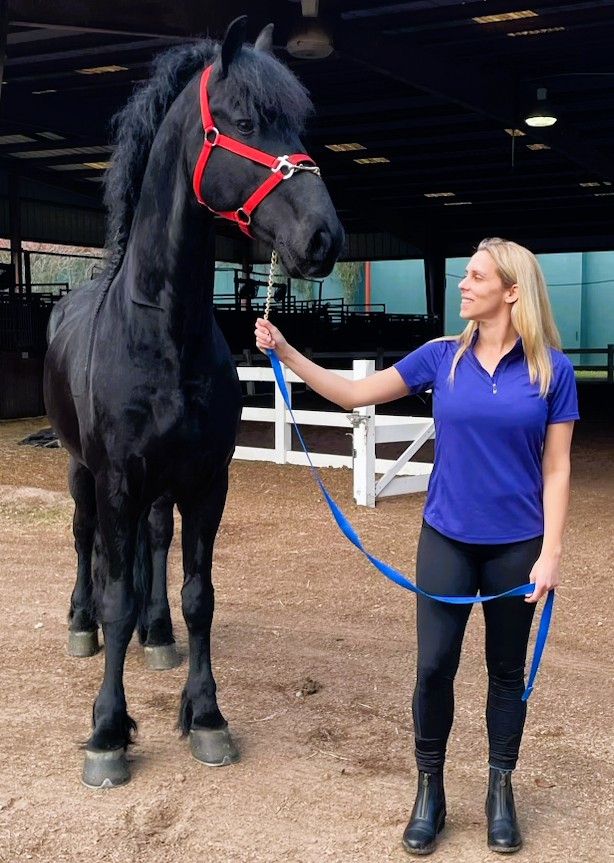 Friesian WILLEM SPORT ELITE - Sold